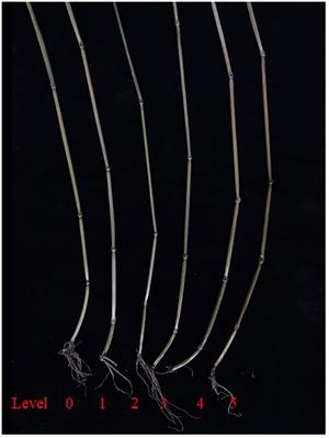 Genome-wide linkage mapping of Fusarium crown rot in common wheat (Triticum aestivum L.)